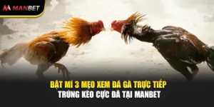 3 Mẹo Xem Đá Gà Trực Tiếp Trúng Kèo Cực Đã Tại ManBet