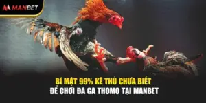 Bí Mật 99% Kê Thủ Chưa Biết Để Chơi Đá Gà Thomo Tại ManBet 