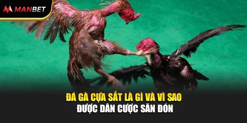 Đá gà cựa sắt là gì và vì sao được dân cược săn đón