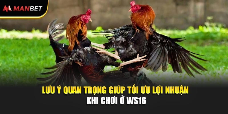Sảnh WS168 Đấu Trường Đá Gà Đỉnh Cao Ăn Lớn Tại ManBet 3 Lưu ý quan trọng giúp tối ưu lợi nhuận khi chơi ở WS168