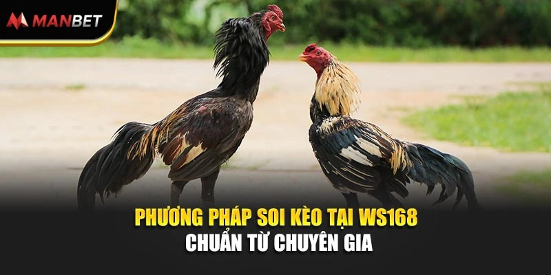 Sảnh WS168 Đấu Trường Đá Gà Đỉnh Cao Ăn Lớn Tại ManBet 2 Phương pháp soi kèo tại WS168 chuẩn từ chuyên gia