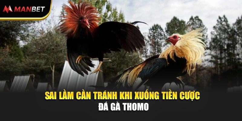 Sai lầm cần tránh khi xuống tiền cược đá gà Thomo