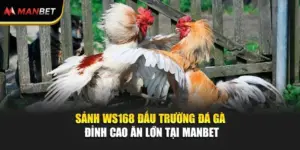 Sảnh WS168 Đấu Trường Đá Gà Đỉnh Cao Ăn Lớn Tại ManBet 
