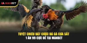 Tuyệt Chiêu Đặt Cược Đá Gà Cựa Sắt 1 Ăn 99 Cực Dễ Tại ManBet