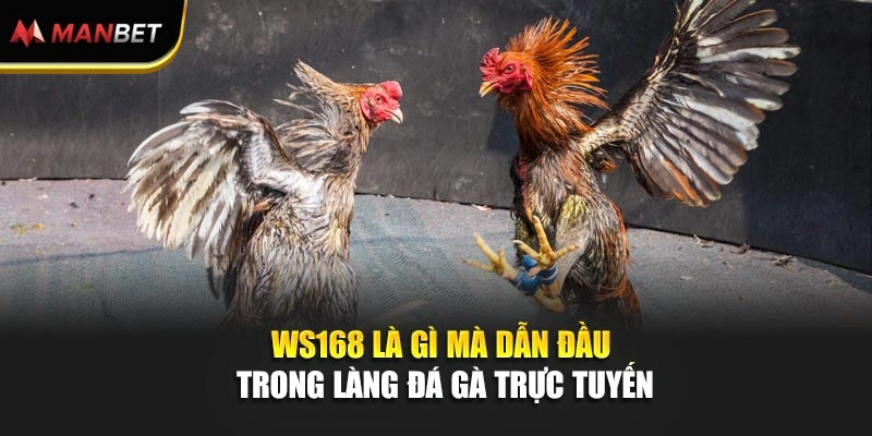Sảnh WS168 Đấu Trường Đá Gà Đỉnh Cao Ăn Lớn Tại ManBet 1 WS168 là gì mà dẫn đầu trong làng đá gà trực tuyến